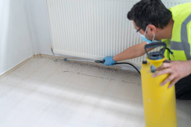 Best Wasp Removal Services  in Kirkwood, MO